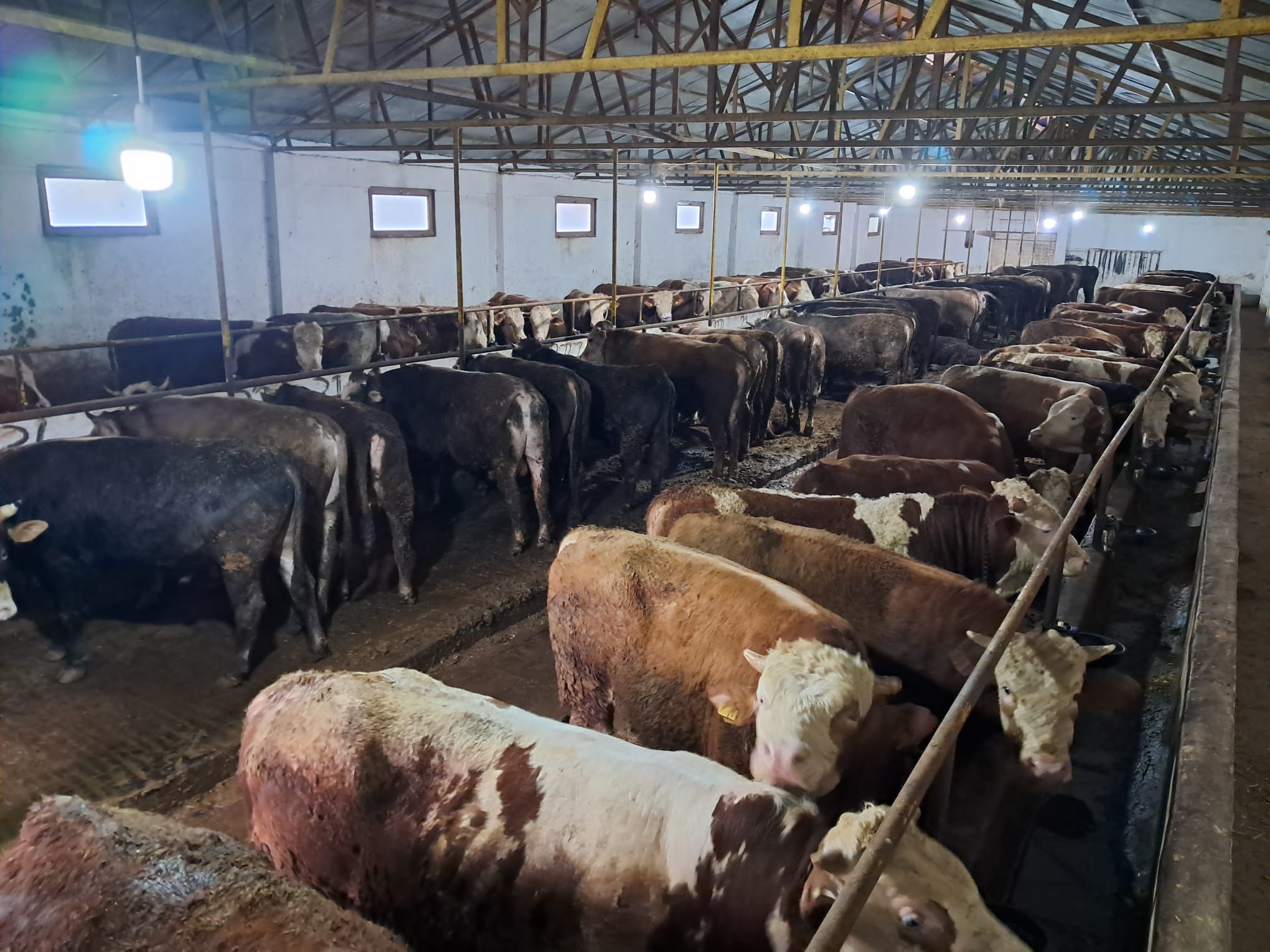 Gebze kurbanlık Simental tosun 550 kg 2026 rezerve
