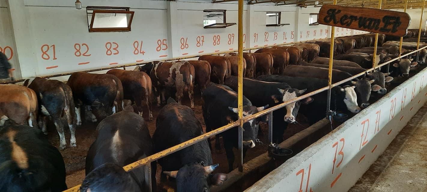 Kervan Et tabelası Gebze kurbanlık çiftliği ahır içi