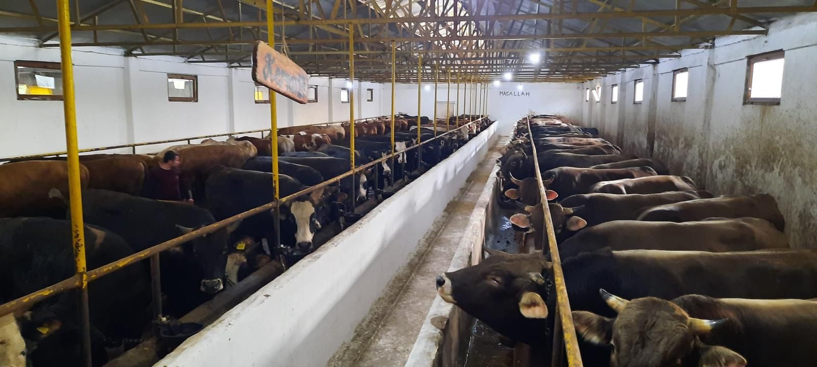 Kervan Et Gebze büyükbaş kurbanlık hayvanlar yemlikte