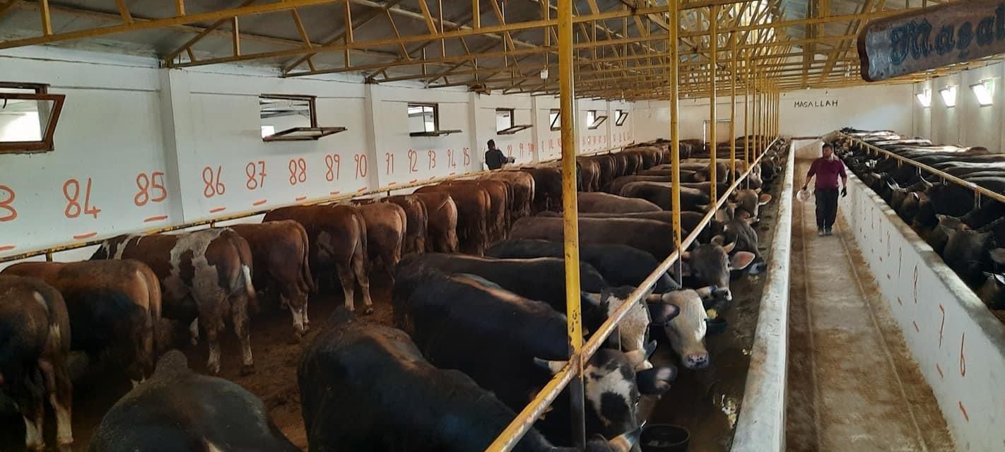 Kervan Et Gebze kurbanlık çiftliği panoramik görünüm 100+ büyükbaş hayvan